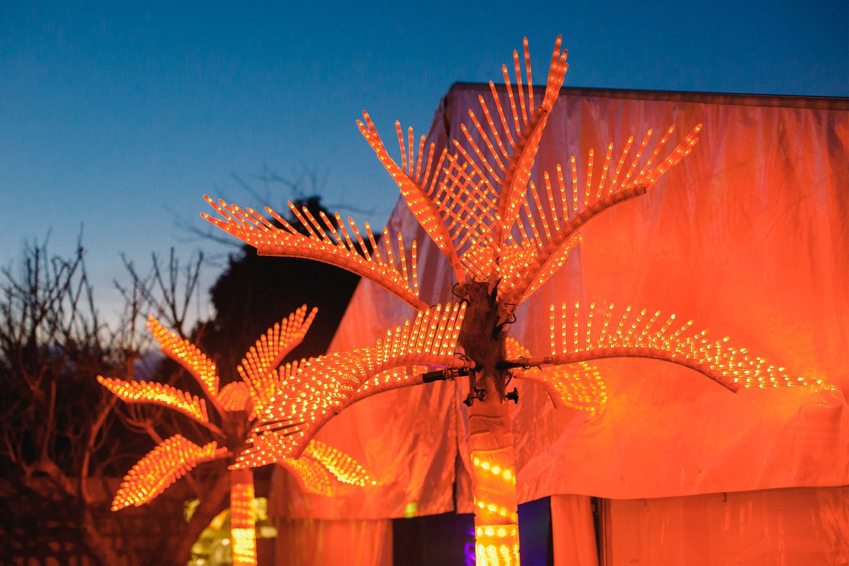 Will 18th palm trees